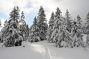 Wald Winterstimmung