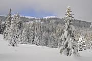 Wald Winterstimmung