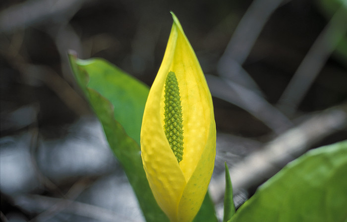 Blume auf Vanciuver Island