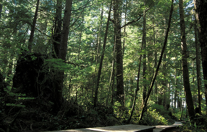 Regenwald im Pacific Rim National Park