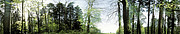 Wald
