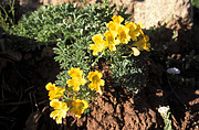 Blumen im Aconcagua Park