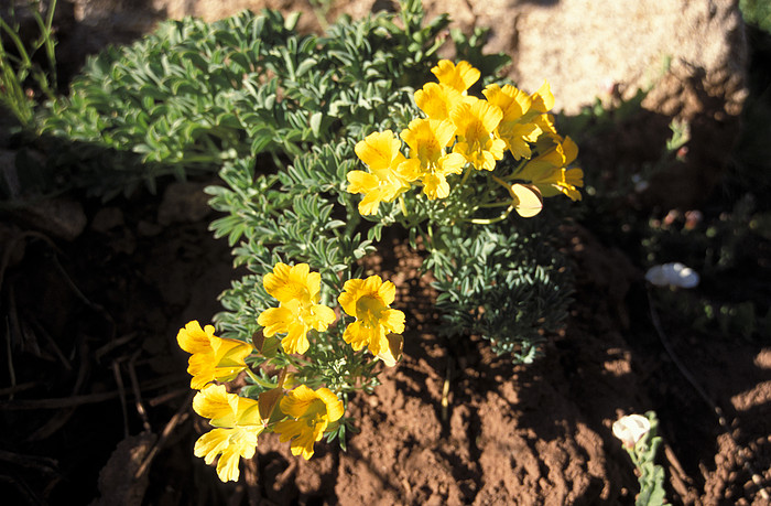 Blumen im Aconcagua Park