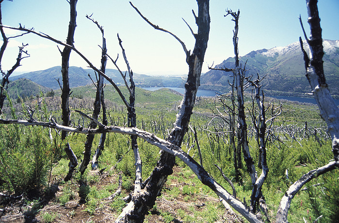 Verbrannter Wald