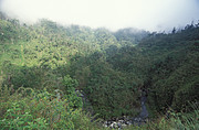 Nebelregenwald bei Tucuman