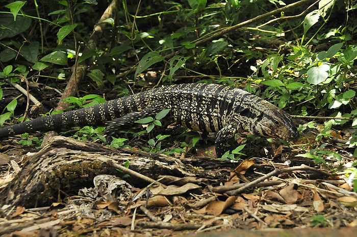 Iguana bei Foz da Iguazu