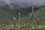 Kakteenwald Las Pailas