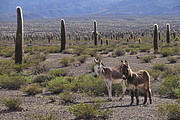 Esel beim Kakteenwald Los Cardones