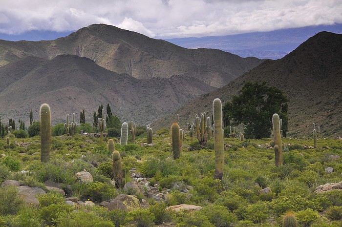 Kakteenwald Las Pailas