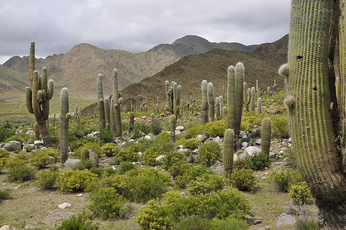 Kakteen (Cardones) bei Las Pailas