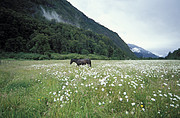 Blumenwiese im Puella Tal