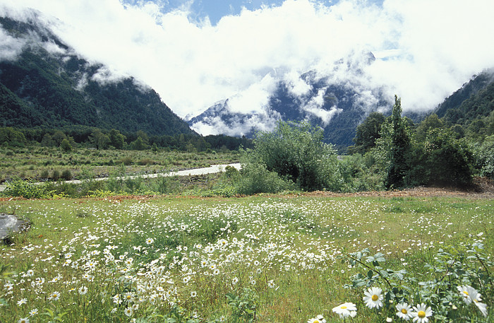 Blumenwiese im Puella Tal