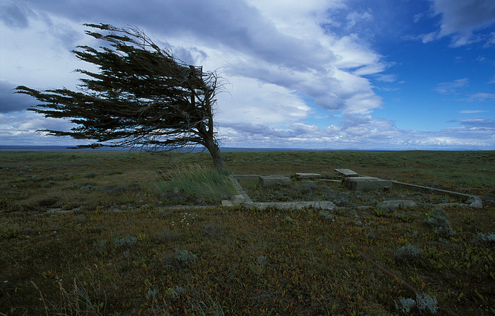 Windschief