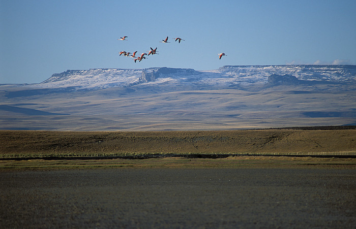 Flamingos