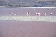 Laguna Colorada