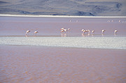 Laguna Colorada