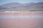 Laguna Colorada