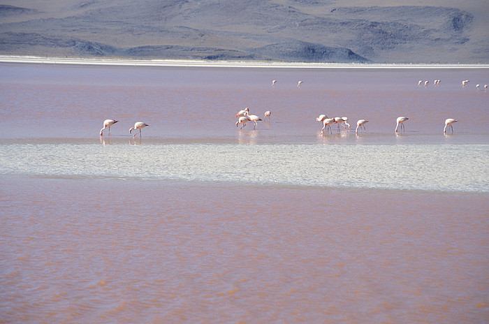 Laguna Colorada