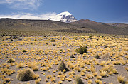 Sajama