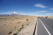 Sajama