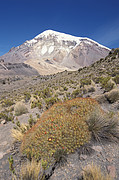 Sajama