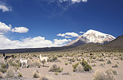 Lamas vor dem Sajama