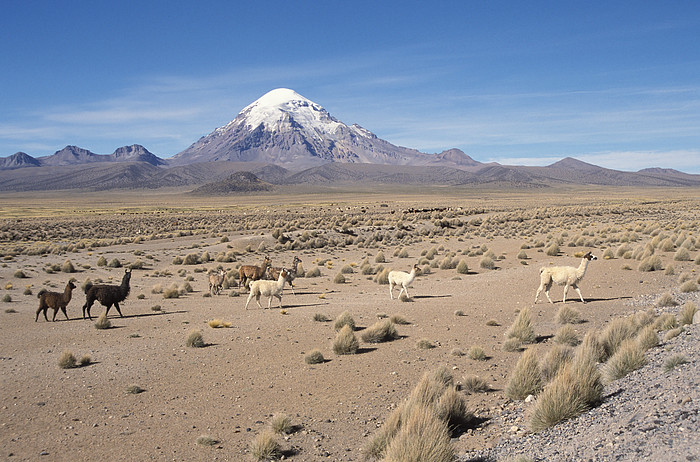 Sajama