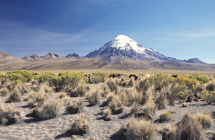 Sajama