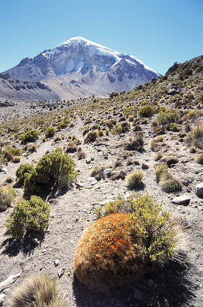 Sajama