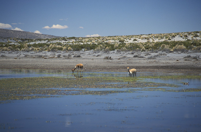 Vicunas
