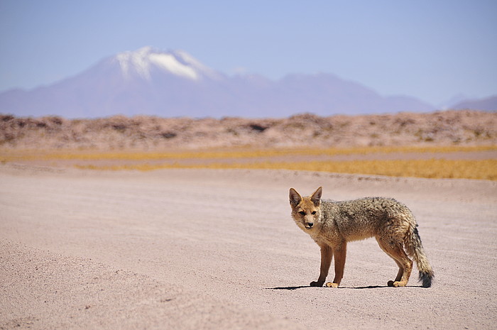 Zutraulicher Fuchs