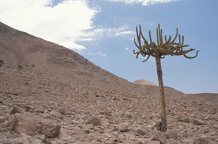 Cactus Candelabro