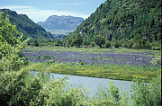 Fluss bei Coihaique