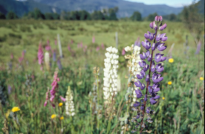 Blumen bei Coihaique