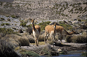 Vicunas