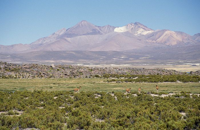 Lauca National Park