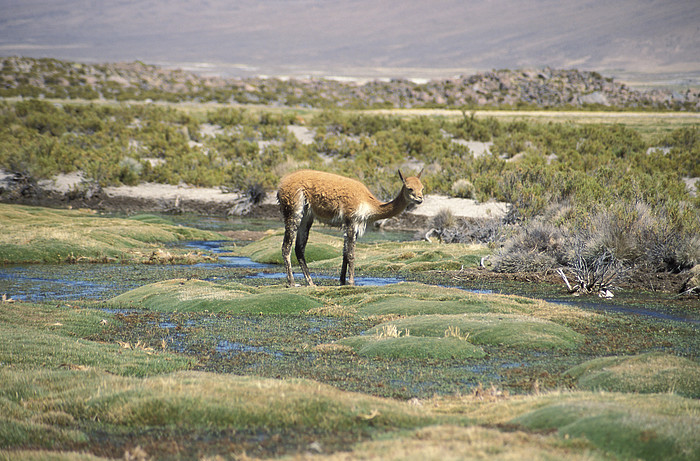 Vicuna