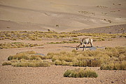 Vicuna