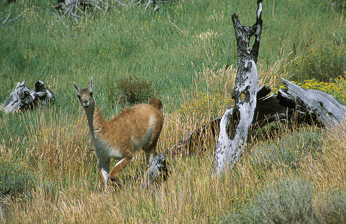 Guanako