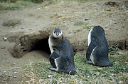 Magellan Pinguin beim Seno Otway