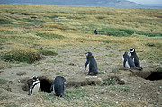 Magellan Pinguin beim Seno Otway