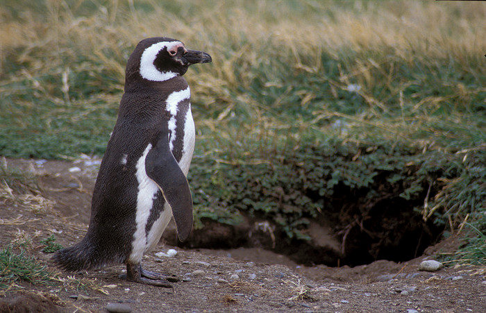 Magellanpinguin