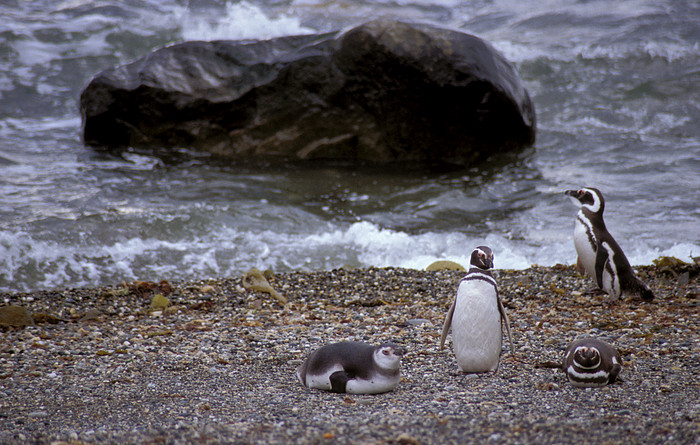 Magellanpinguin