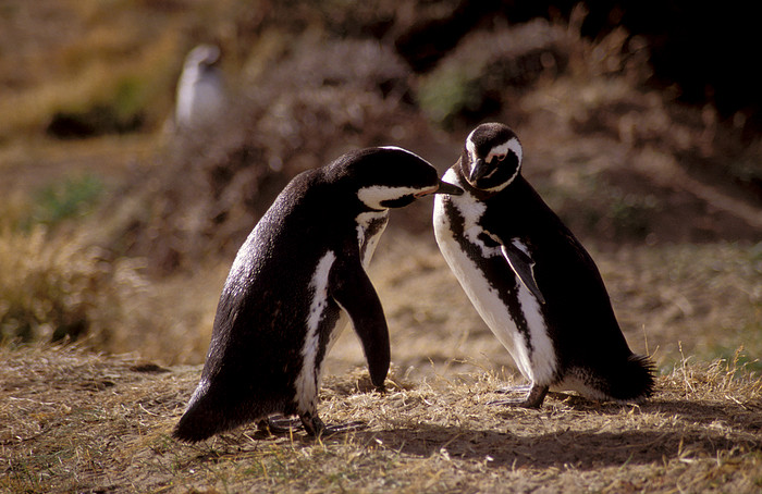 Magellanpinguin-Paar