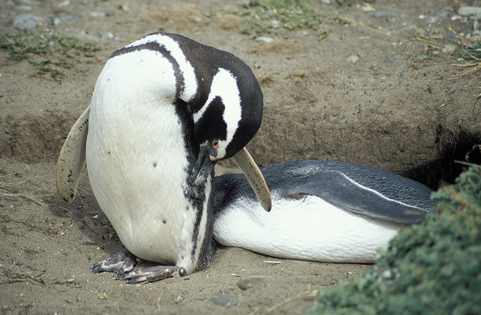 Magellan Pinguin beim Seno Otway