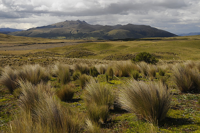 Paramo im P.N. Cotopaxi