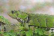 Leguan