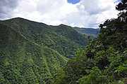 Podocarpus National Park