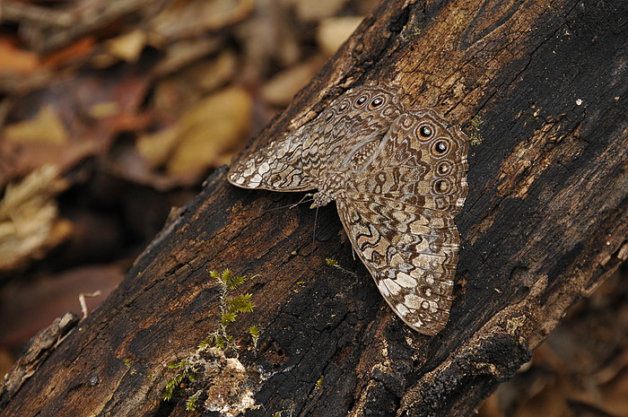 Schmetterling