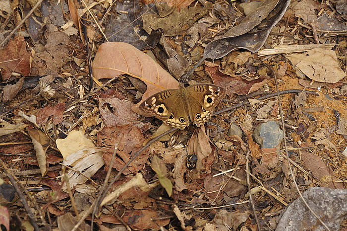 Schmetterling